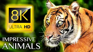 ВПЕЧАТЛЯЮЩИЕ ЖИВОТНЫЕ 8K ULTRA HD