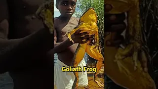 Top 5 biggest frogs in the world 🌍 #shorts #topshorts #youtubeshorts