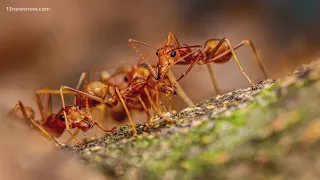 Local biologists warn about invasive fire ants