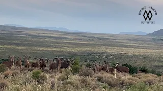 In the thick of the West Texas aoudad rut!