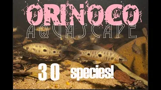 Orinoco Aquascape in nature - 30 species fish community - Farlowella , Corydoras - Crenicichla !