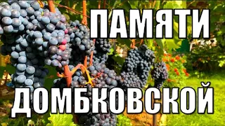 Виноград. Сорт ПАМЯТИ ДОМБКОВСКОЙ(ЧБЗ).Полное описание и рекомендации по выращиванию/Сорта винограда