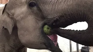 Elephant vs. Watermelon