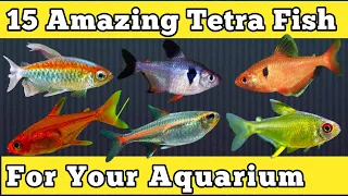 Top 15 Amazing Tetra Fish for Your Aquarium || Different Types of Tetra Species || Expert Aquarist