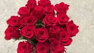 Красные Эквадорские розы сорт "Фридом"
