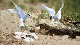 Animals Save Other Animals- Brave Birds Chasing Monitor Lizard To Save Crocodile Eggs