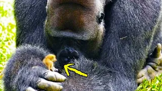 Персонал не знал, что держит горилла в руках, пока они не подошли ближе.