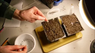 how to grow lavender from seeds and a trick that I found to help germinate lavender seeds