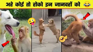 🤣😜 इन जानवरों से पंगा ना बाबा ना | Funny Animal Videos 2023 - Part 10