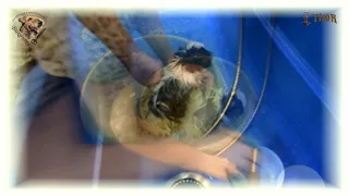Как и чем мыть Перуанскую Длинношёрстную морскую свинку? - THOR - МиШГ ВИКОНТ