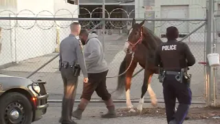 Horse caught after seen running down I-95 in Philadelphia | VIDEO