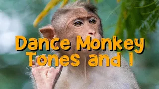 Dance Monkey 10 Hour Video