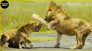 30 Horrifying Moments Lioness Protecting Her Cub Against Male Lion