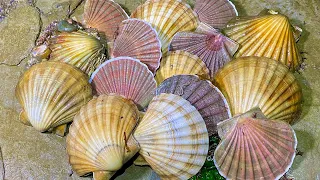 Coastal Foraging - Scallops, Crabs, Prawns and Bass - 3 Delicious Scallop Recipes | The FishLocker