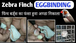 Zebra Finch Eggbinding Treatment || eggbinding treatment