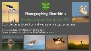 Photographing Shorebirds