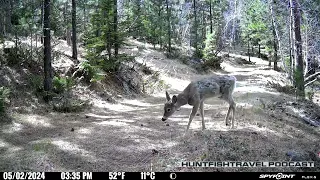 This little lady is looking a bit rough, the South Dakota winters have been hard on her!