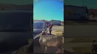 Screaming Woman ATTACKS Deer