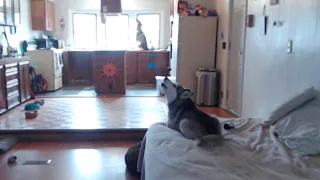 Husky puppy's first howl captured on hidden camera