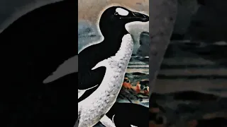 great auk vs emperor penguin