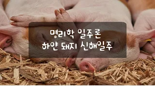 사주 명리학 일주론 신해일주