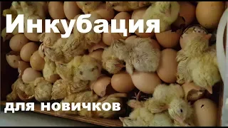 Инкубация бройлера в Блице Норма и Луппер. Мелочи, особенности и ошибки. Для начинающих птицеводов