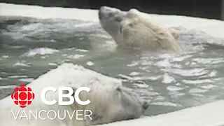 Plan to turn Stanley Park's former polar bear enclosure into a sauna