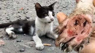 The Disabled Cat Gets to the Gas Station with Many Injuries Asking for Human Kind | Animals Rescue