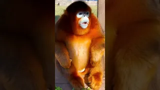 monkey video funny #short 292