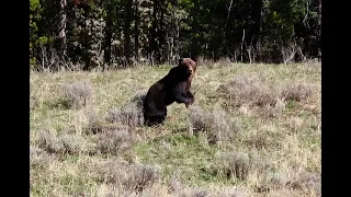 Yellowstone Grizzly Encounter off-trail, May 17, 2024