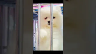 Tik Tok 2023 Chó Phốc Sóc Mini 😍 Funny and Cute Pomeranian 😺🐶 | cute animals360.6