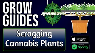 Scrogging Cannabis Plants | Grow Guides Episode 22