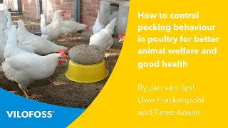 WEBINAR: How to control pecking behaviour in poultry for better animal welfare and good health