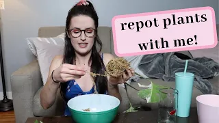 how to repot variegated monstera propagations! // transitioning from moss to soil ✨