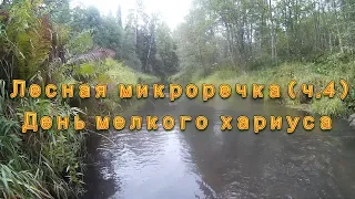 Лесная микроречка (ч.4).  День мелкого хариуса