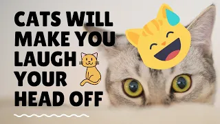 CATS will make you LAUGH YOUR HEAD OFF | Funny CAT compilation   Compilation 2021 | #catcattyfun