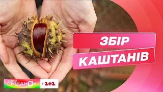 Як працюють пункти збору каштанів і скільки на цьому можна заробити