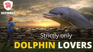 dolphin video | dolphin video for kids  | funny and cute dolphin videos compilation 2021