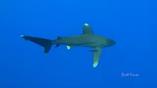Oceanic white tip shark in 4K