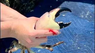 Close Call! GIANT Stone Crab! Final Trap Pull of the Season! (Catch and Cook)