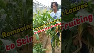 Removing Old Corn Leaves to Stimulate Fruiting #shorts #shortvideo #corn #removing