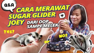 Q&A Cara Merawat Sugar Glider Joey. Kamu Wajib Tahu!