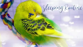 How Budgies Sleep? Budgie Sleeping Positions