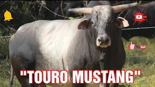 Touro Mais Temido Do Rodeio Brasileiro "TOURO MUSTANG Cia CALIFÓRNIA"