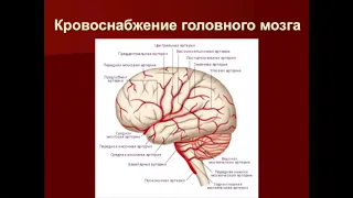 Б.А. Абусуева "Острые нарушения мозгового кровообращения".