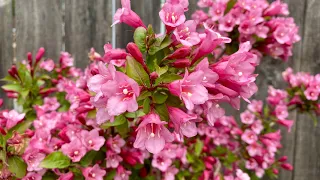 Weigela In Blooms (4K) - May 13, 2024