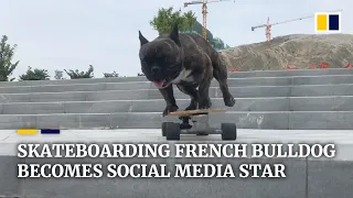 Skateboarding French bulldog becomes Chinese social media star