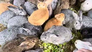 Munch crunch / Rabbits eating