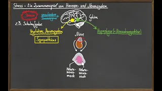 Die Stressreaktion - Ein Zusammenspiel von Hormon- und Nervensystem