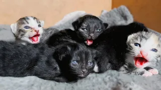 Baby Kittens Open Their Eyes For the First Time!